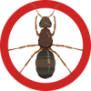 ant
